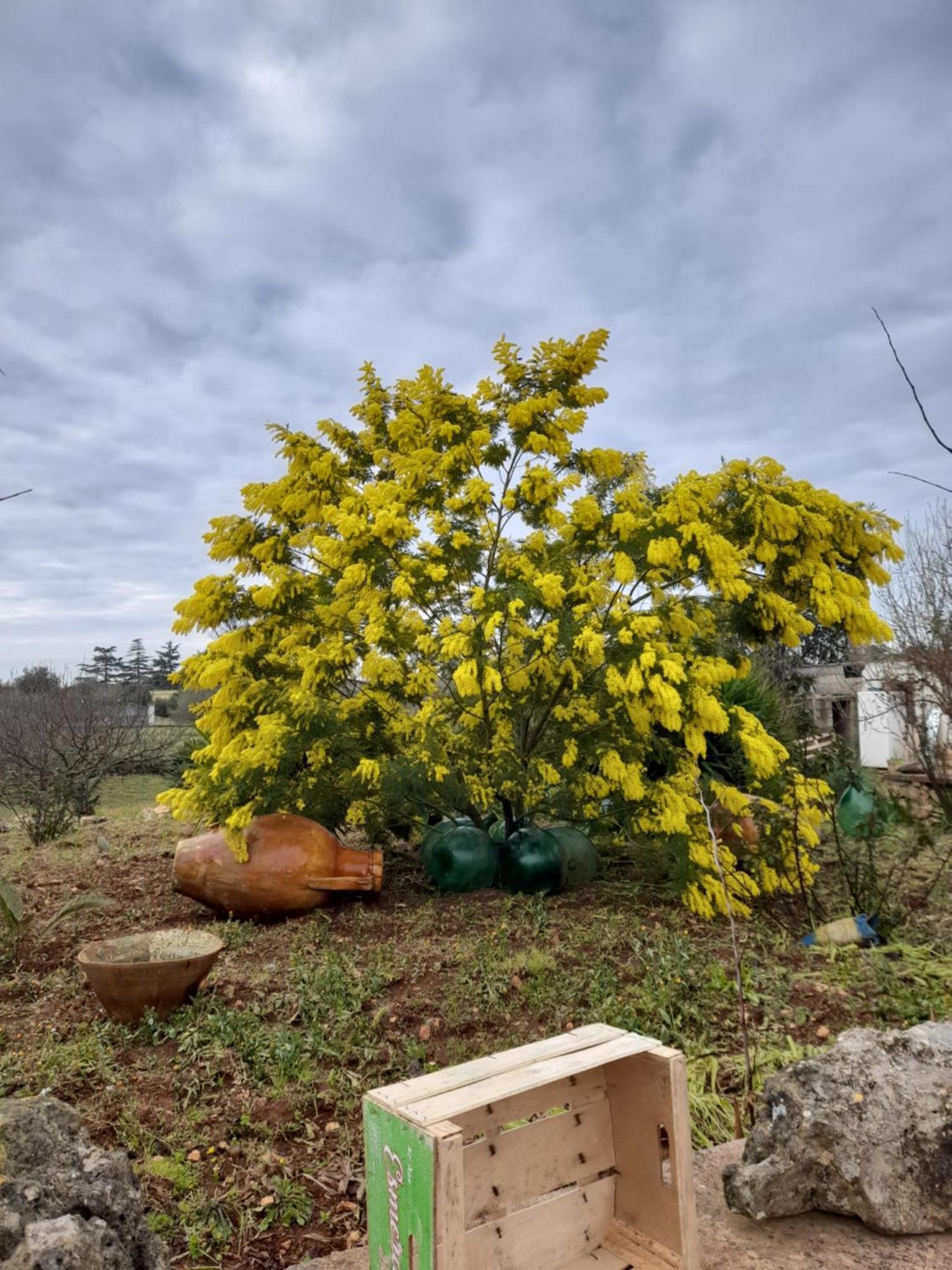 Apartament Beltrullo Pietrevive Martina Franca Zewnętrze zdjęcie