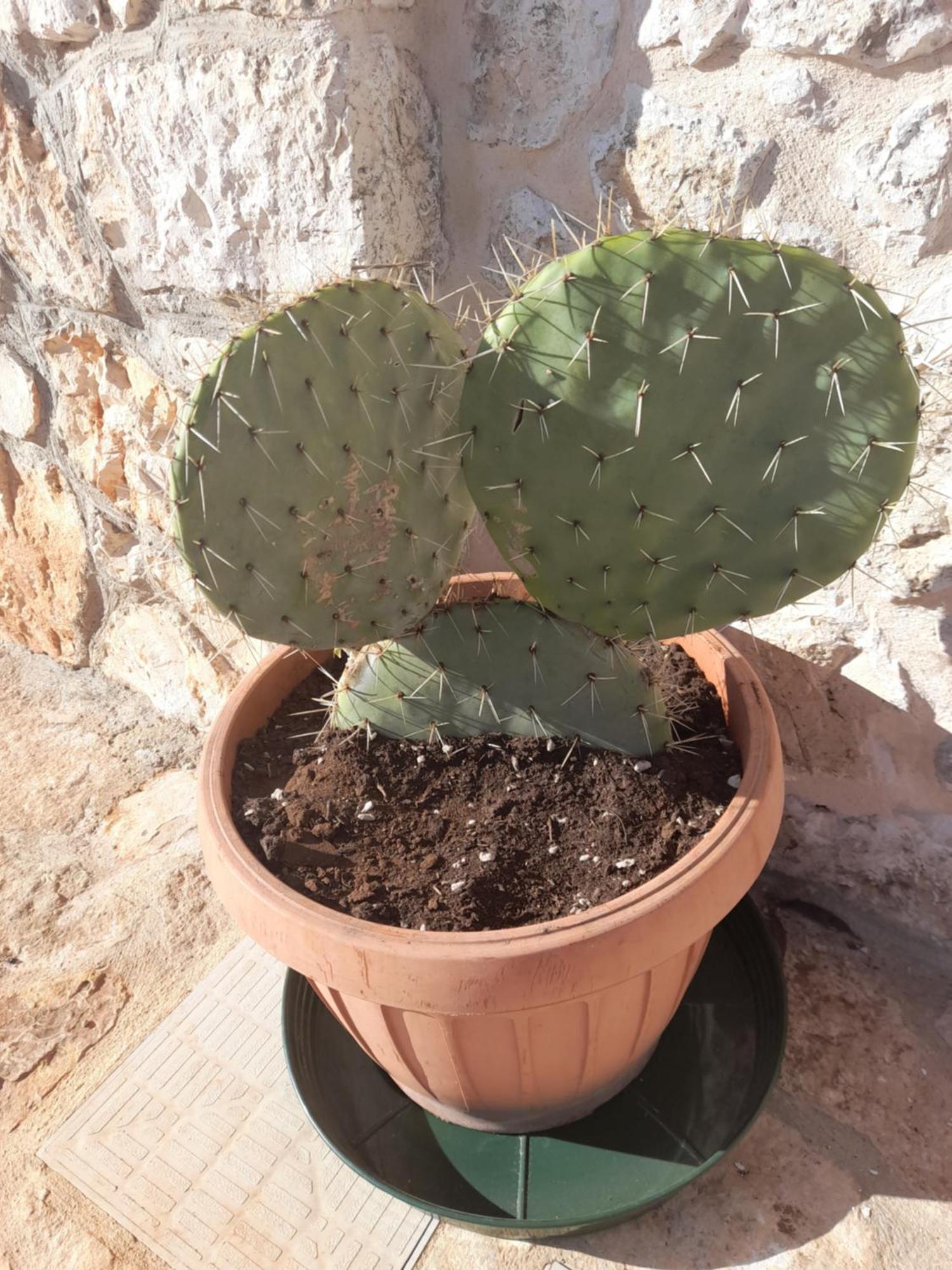 Apartament Beltrullo Pietrevive Martina Franca Zewnętrze zdjęcie